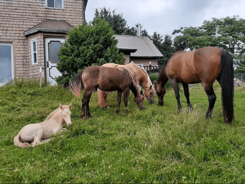 Elemental Acres Horse Archery